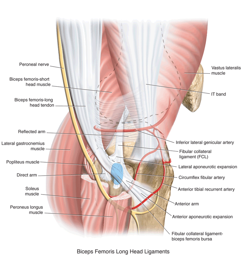 biceps femoris long head
