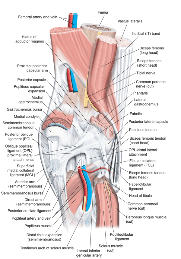 posterolateral corner