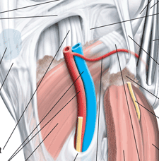 popliteus tendon