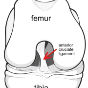 bent knee showing position of cruciate ligaments