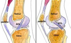 Anatomy of the cruciate ligaments