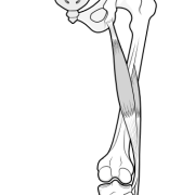 biceps femoris component of the hamstrings muscles