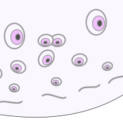 hyaline cartilage