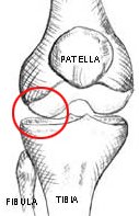 Illustration of lateral compartment