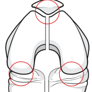 compartments of the knee