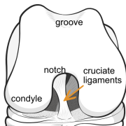 components of the femur in the knee joint