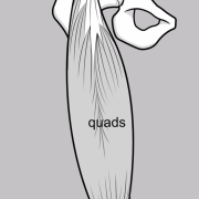 extensor mechanism