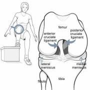 knee bones