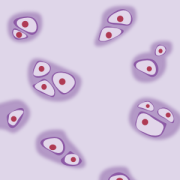 chondrocytes