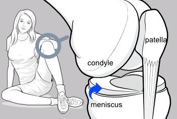 knee-anatomy-3