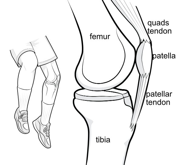 knee-anatomy-4