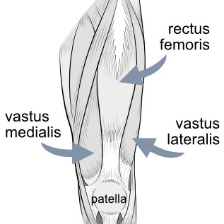 knee-anatomy-5