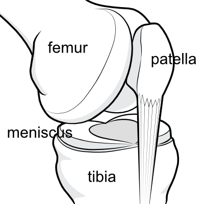 situation of the menisci