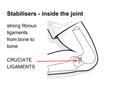Cruciate ligaments