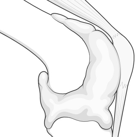 knee_anatomy_1