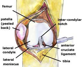 cruciate anatomy