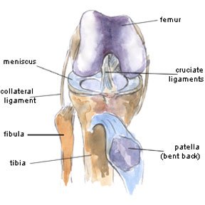knee ligaments
