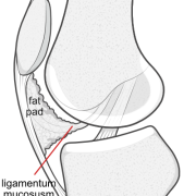 relationship of ligamentum mucosum and fat pad