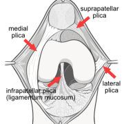 ligamentum mucosus