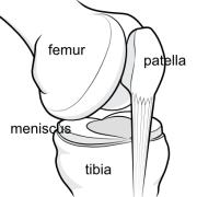 situation of the menisci
