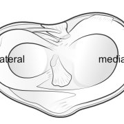 menisci-medial-lateral.png
