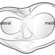 both menisci from above
