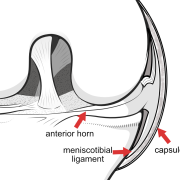relationship of meniscus to capsule