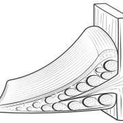 meniscus showing fibres
