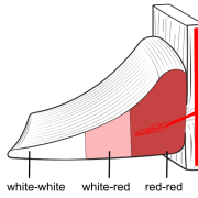 meniscus zones according to blood supply