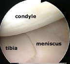 inside the knee joint