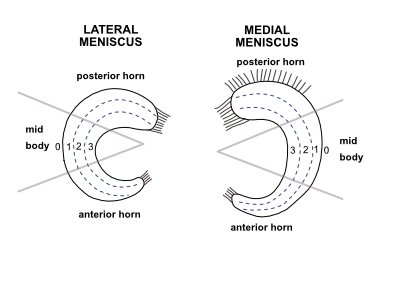 meniscus zones