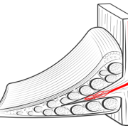 blood supply of meniscus