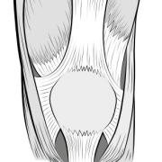 normal medial side of patella