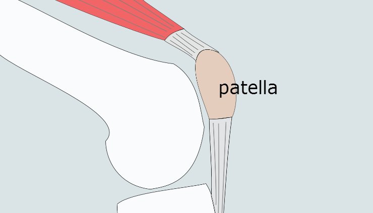 patella.png
