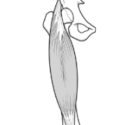 patellar tendon within extensor mechanism
