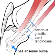 pes anserine bursa