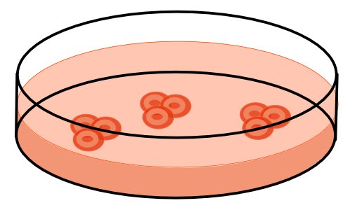 stem cells in culture