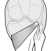 Popliteus muscle and tendon in relation to the lateral meniscus