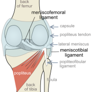 meniscotibial and meniscofemoral ligaments