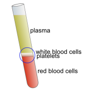 platelet rich plasma separated by centrifuge