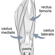 quadriceps muscles