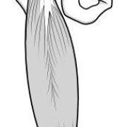 rectus femoris part of quads muscle