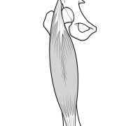 rectus femoris part of quadriceps muscle