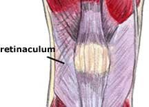 patellar retinaculum