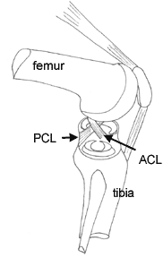 right knee