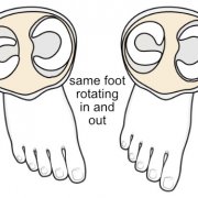 rotating-lower-limb.png