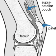 illustration of suprapatellar pouch