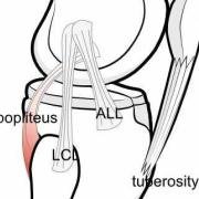 lateral side of tibia
