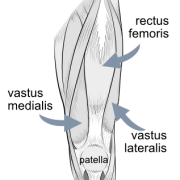vastus lateralis