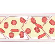 venous pump of the calf